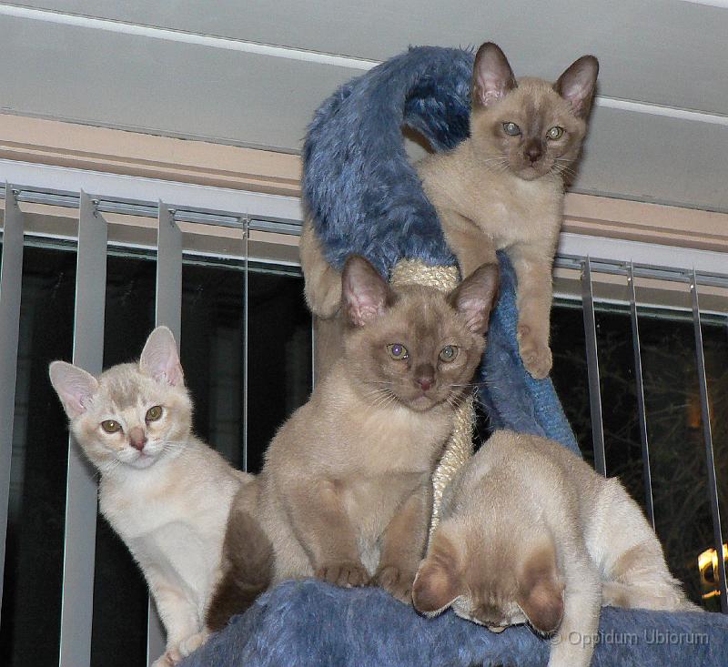 P1070594 Odgar, Otiena en Oksana.jpg